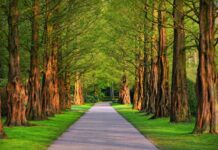 Die Wegesanierungen im Maschpark in Hannover sind Teil der Maßnahmen zur Erhaltung des historischen Bürgerparks von 1913