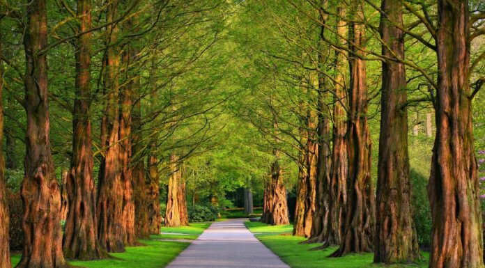 Wegesanierungen im Maschpark: Hannover erhält historischen Bürgerpark Die Wegesanierungen im Maschpark in Hannover sind Teil der Maßnahmen zur Erhaltung des historischen Bürgerparks von 1913