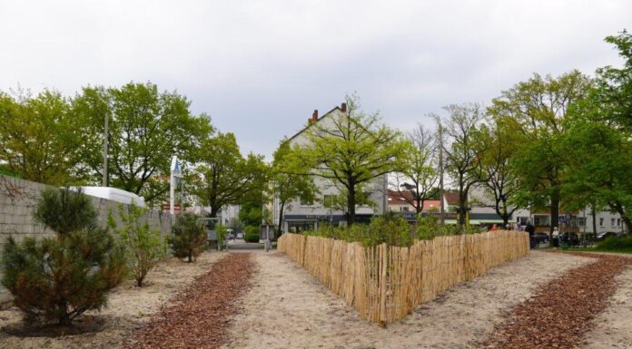 Tiny Forest in Vahrenwald: Hannovers erstes Mini-Wäldchen zur Förderung der Artenvielfalt Das Tiny Forest in Vahrenwald fördert die Artenvielfalt und verbessert das Mikroklima in Hannover. Ein innovatives Projekt für die Stadt