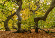 Die Süntel-Buche im Berggarten wird mit einer innovativen Konstruktion unterstützt, um einen Laubengang zu schaffen