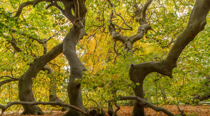 Süntel-Buche im Berggarten erhält temporäre Unterstützung für gesundes Wachstum Die Süntel-Buche im Berggarten wird mit einer innovativen Konstruktion unterstützt, um einen Laubengang zu schaffen