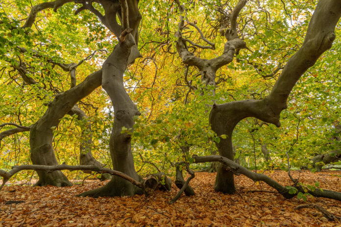 Die Süntel-Buche im Berggarten erhält ein temporäres Korsett zur Unterstützung ihres Wachstums Die Süntel-Buche im Berggarten wird mit einer innovativen Konstruktion unterstützt, um einen Laubengang zu schaffen