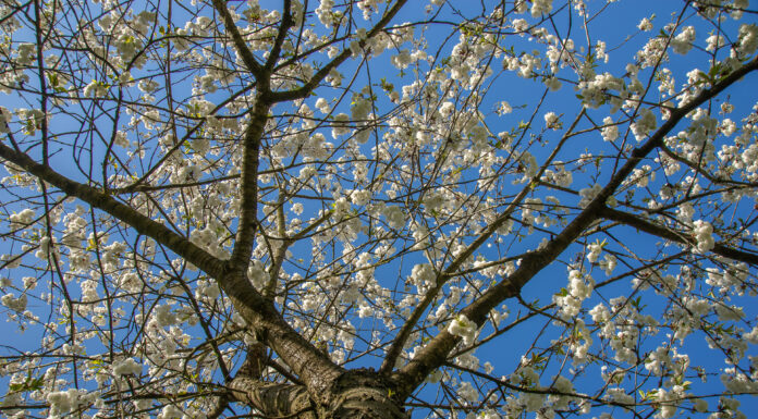 Hannover feiert Kirschblütenfest im Hiroshima-Hain am 27. April 2023 Das Kirschblütenfest in Hannover findet am 27. April statt und bietet ein vielfältiges japanisches Kulturprogramm