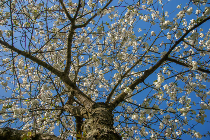 Das Kirschblütenfest in Hannover findet am 27. April statt und bietet ein vielfältiges japanisches Kulturprogramm