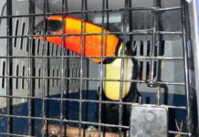 Auf der der A 2 wurden geschützte Tierarten bei einer Verkehrskontrolle entdeckt, die ohne gültige Reisedokumente transportiert wurden.