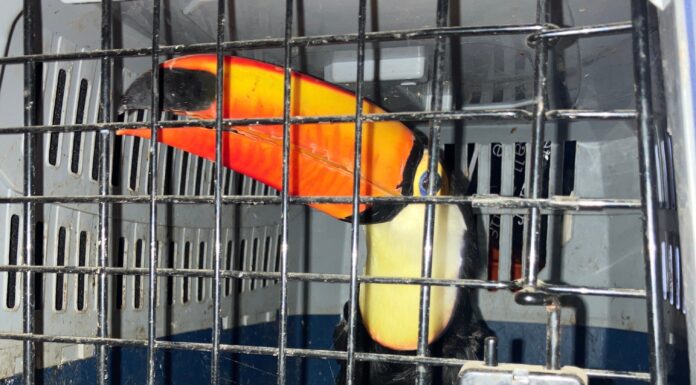 Kurioser Einsatz: Geschützte Tierarten bei Verkehrskontrolle auf der Autobahn A 2 entdeckt Auf der der A 2 wurden geschützte Tierarten bei einer Verkehrskontrolle entdeckt, die ohne gültige Reisedokumente transportiert wurden.