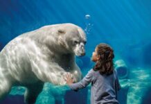 Der Erlebnis-Zoo sucht die schönsten Zoo-Momente für einen Fotowettbewerb anlässlich seines 160-jährigen Bestehens