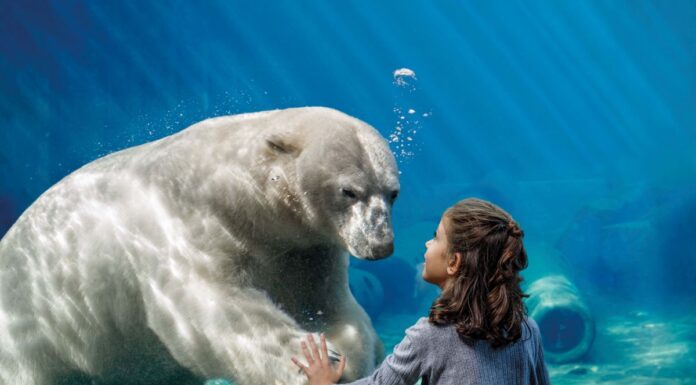 Erlebnis-Zoo sucht die schönsten Zoo-Momente für Fotowettbewerb Der Erlebnis-Zoo sucht die schönsten Zoo-Momente für einen Fotowettbewerb anlässlich seines 160-jährigen Bestehens