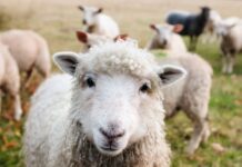 Die Weidesaison in Hannover hat begonnen und bringt Rinder und Schafe in die Stadt. Artenreiche Lebensräume entstehen durch Beweidung
