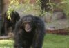 Im Erlebnis-Zoo Hannover ist das Schimpansen-Männchen Toto verstorben. Der Verlust wird von Tierpflegenden und Besuchenden gleichermaßen betrauert