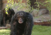 Im Erlebnis-Zoo Hannover ist das Schimpansen-Männchen Toto verstorben. Der Verlust wird von Tierpflegenden und Besuchenden gleichermaßen betrauert