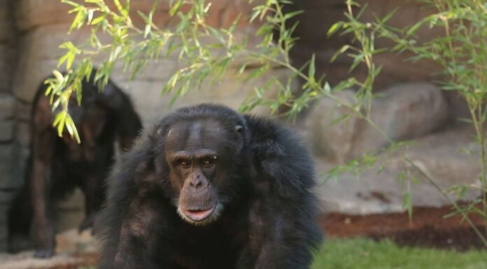 Im Erlebnis-Zoo Hannover ist das Schimpansen-Männchen Toto verstorben. Der Verlust wird von Tierpflegenden und Besuchenden gleichermaßen betrauert