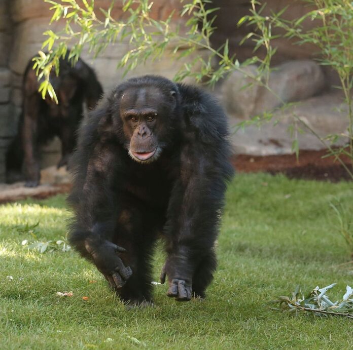 Im Erlebnis-Zoo Hannover ist das Schimpansen-Männchen Toto verstorben. Der Verlust wird von Tierpflegenden und Besuchenden gleichermaßen betrauert