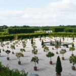 Der Orangenplatz feiert ersten Auftritt im Großen Garten anlässlich des 350. Jubiläums mit einer besonderen Führung
