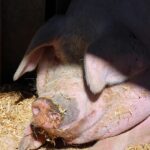 In Niedersachsen ist erhöhte Wachsamkeit nach dem ASP-Befund in Nordrhein-Westfalen gefordert, um die Ausbreitung zu verhindern