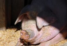 In Niedersachsen ist erhöhte Wachsamkeit nach dem ASP-Befund in Nordrhein-Westfalen gefordert, um die Ausbreitung zu verhindern