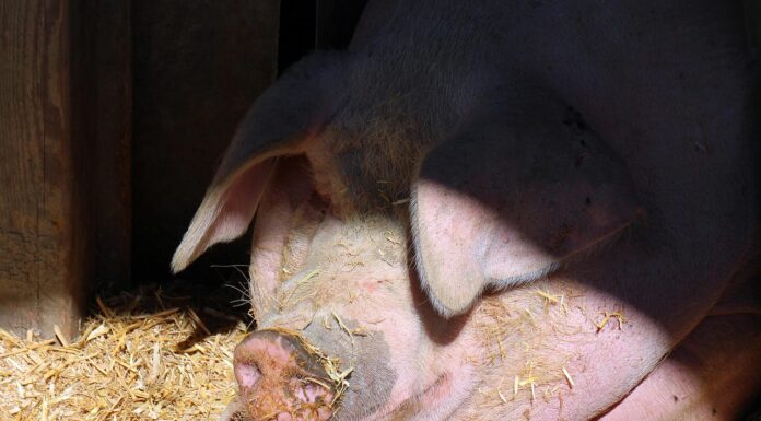 In Niedersachsen ist erhöhte Wachsamkeit nach dem ASP-Befund in Nordrhein-Westfalen gefordert, um die Ausbreitung zu verhindern
