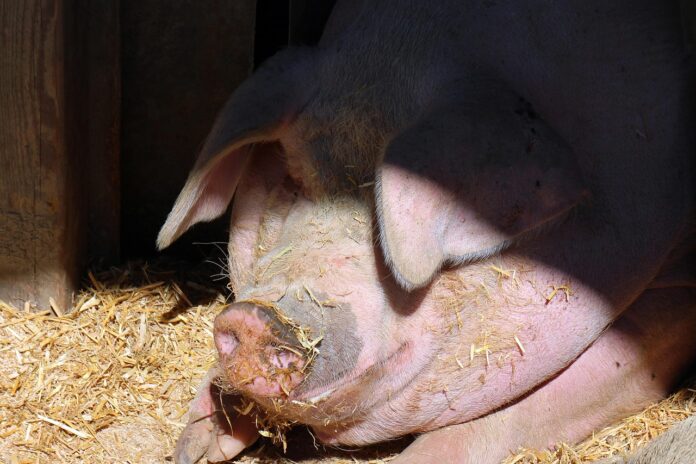 Afrikanische Schweinepest bei Wildschweinen im Kreis Olpe bestätigt – Biosicherheitsmaßnahmen streng einhalten In Niedersachsen ist erhöhte Wachsamkeit nach dem ASP-Befund in Nordrhein-Westfalen gefordert, um die Ausbreitung zu verhindern