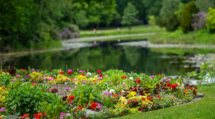 Die Führungen „Grünes Hannover“ bieten freie Plätze für Interessierte, die mehr über Gartenkultur erfahren möchten