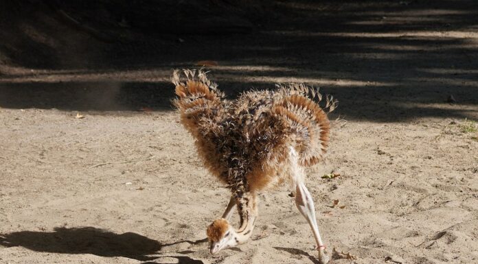 Im Erlebnis-Zoo Hannover gibt es Nachwuchs bei Nordafrikanischen Rothalsstraußen. Ein wichtiger Schritt für den Artenschutz
