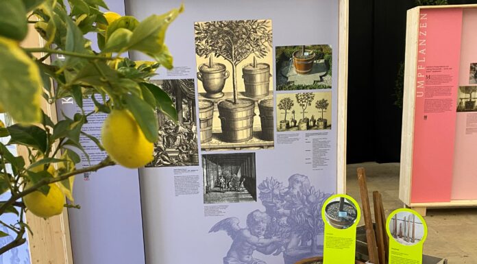 350 Jahre Großer Garten Herrenhausen: Jubiläumsausstellung informiert über Gartenpflege Die Jubiläumsausstellung informiert über Gartenpflege und bietet Einblicke in die 350-jährige Geschichte des Großen Gartens