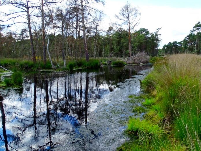 Die Verbesserung des Wasserhaushalts in der Hannoverschen Moorgeest wird durch 5. Bauabschnitt vorangetrieben und trägt zum Klimaschutz bei