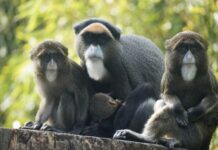 Im Erlebnis-Zoo gibt es Nachwuchs bei den Brazza-Meerkatzen. Ein Blick auf die neue Familie und ihre faszinierenden Eigenschaften