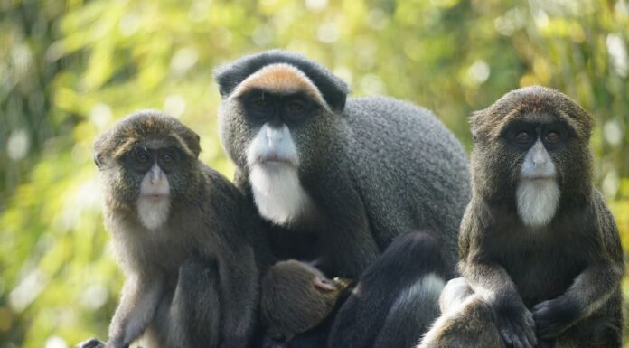 Im Erlebnis-Zoo gibt es Nachwuchs bei den Brazza-Meerkatzen. Ein Blick auf die neue Familie und ihre faszinierenden Eigenschaften