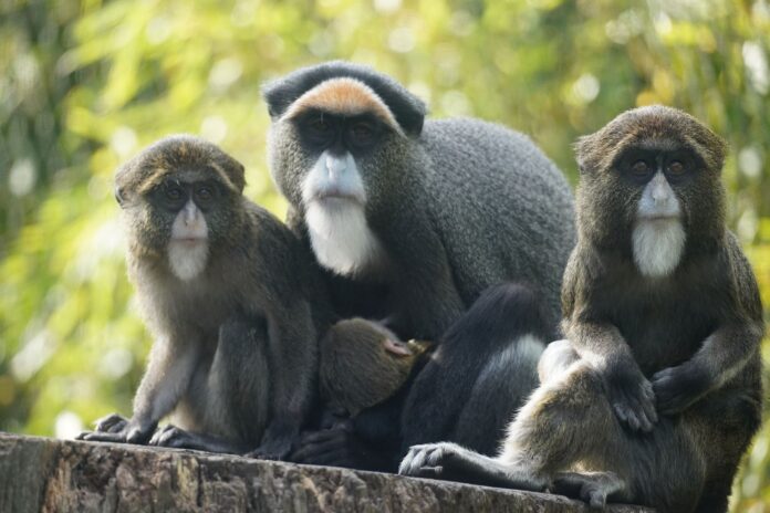 Im Erlebnis-Zoo gibt es Nachwuchs bei den Brazza-Meerkatzen. Ein Blick auf die neue Familie und ihre faszinierenden Eigenschaften