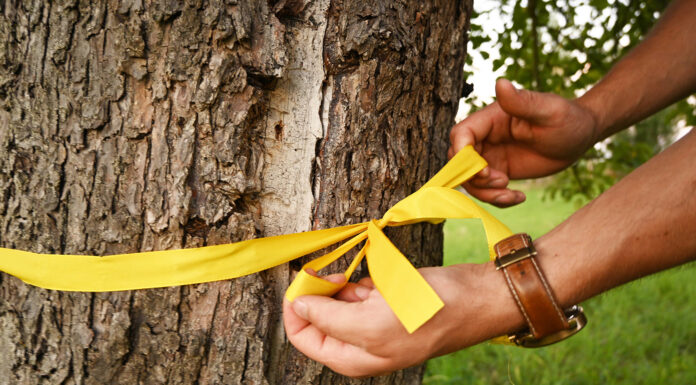 Gelbe Bänder laden wieder zum Pflücken von Obst ein und erinnert an Lebensmittelverschwendung Das Ernteprojekt „Gelbes Band“ lädt wieder zum Pflücken von Obst ein und reduziert Lebensmittelverschwendung in der Stadt