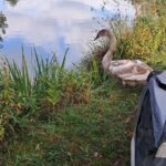 Jungschwan sorgt für gefährliche Situation: Polizei und Wildtierrettung greifen ein. Ein Jungschwan sorgt für gefährliche Situation auf der Autobahn. Polizei und Wildtierrettung handeln schnell und umsichtig