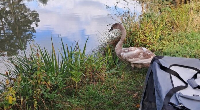 Jungschwan sorgt für gefährliche Situation: Polizei und Wildtierrettung greifen ein. Ein Jungschwan sorgt für gefährliche Situation auf der Autobahn. Polizei und Wildtierrettung handeln schnell und umsichtig