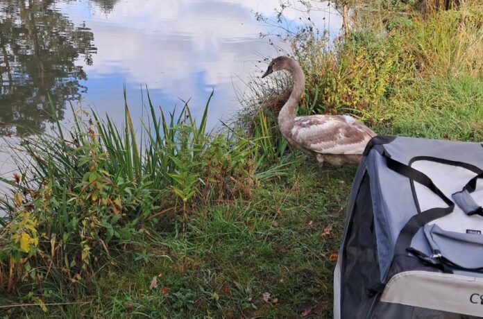 Ein Jungschwan sorgt für gefährliche Situation auf der Autobahn. Polizei und Wildtierrettung handeln schnell und umsichtig