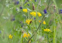 Stadt Hannover gibt Saatgutmischung „Blühende Gärten“ kostenfrei ab Die Stadt Hannover gibt Saatgutmischung „Blühende Gärten“ kostenfrei ab, um die biologische Vielfalt zu fördern
