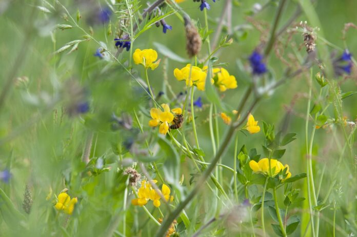 Die Stadt Hannover gibt Saatgutmischung „Blühende Gärten“ kostenfrei ab Die Stadt Hannover gibt Saatgutmischung „Blühende Gärten“ kostenfrei ab, um die biologische Vielfalt zu fördern