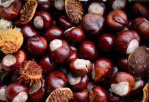 Die Stadt ruft Kinder zum Sammeln von Kastanien und Eicheln für die Tierfütterung auf. Freier Eintritt zum Tiergartenfest wartet