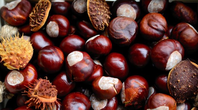 Kinder sammeln Kastanien und Eicheln für Tierfütterung und erhalten freien Eintritt beim Tiergartenfest Die Stadt ruft Kinder zum Sammeln von Kastanien und Eicheln für die Tierfütterung auf. Freier Eintritt zum Tiergartenfest wartet