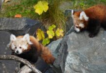 Die schönsten Säugetiere auf Erden haben Nachwuchs im Erlebnis-Zoo Die schönsten Säugetiere auf Erden haben Nachwuchs im Erlebnis-Zoo. Ein bedeutender Erfolg für den internationalen Artenschutz