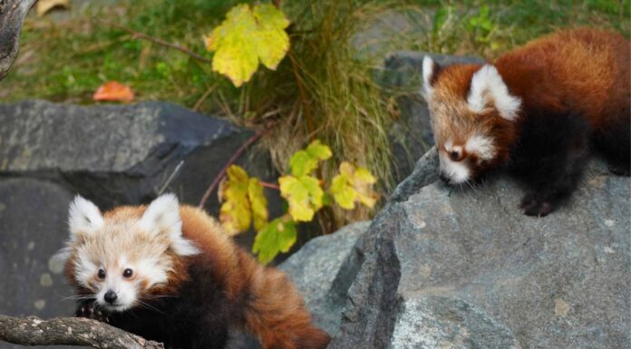 Die schönsten Säugetiere auf Erden haben Nachwuchs im Erlebnis-Zoo. Ein bedeutender Erfolg für den internationalen Artenschutz