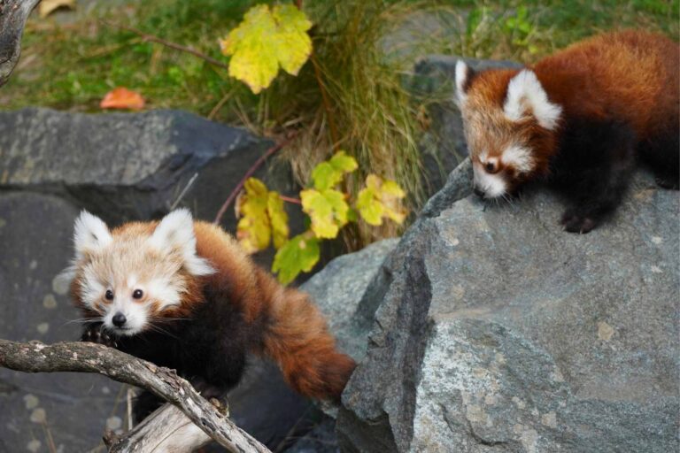 Die schönsten Säugetiere auf Erden haben Nachwuchs im Erlebnis-Zoo