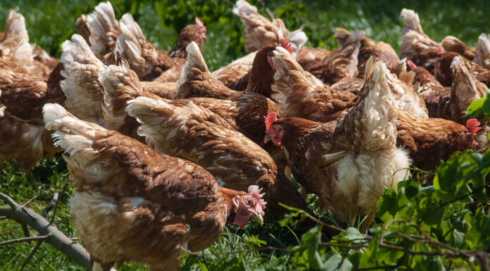 Geflügelpest in Niedersachsen - Tote Wildvögel nicht anfassen. Landwirtschaftsministerium warnt vor Kontakt mit kranken Tieren