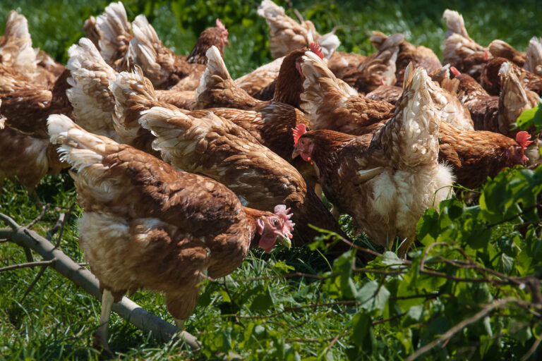 Geflügelpest in Niedersachsen – Tote Wildvögel nicht anfassen, Vorsicht ist geboten