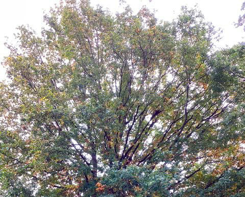 Baumvandalismus: Eiche in Wettbergen beschädigt. Stadt bittet um Hinweise zu verdächtigen Beobachtungen im Bereich Hohe-Bünte-Weg