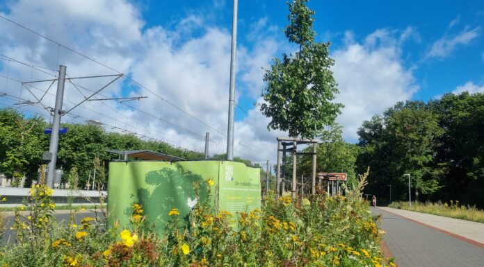 Stadtbäume als natürliche Klimaanlagen: Langzeitforschung zur Klimawirkung von Bewässerung wird fortgesetzt