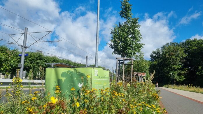 Stadtbäume als natürliche Klimaanlagen: Langzeitforschung zur Klimawirkung von Bewässerung wird fortgesetzt