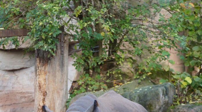 Nashorn „Kito“ geht auf Reisen für aktiven Artenschutz und Erhalt im Rahmen des Europäischen Erhaltungszuchtprogramms