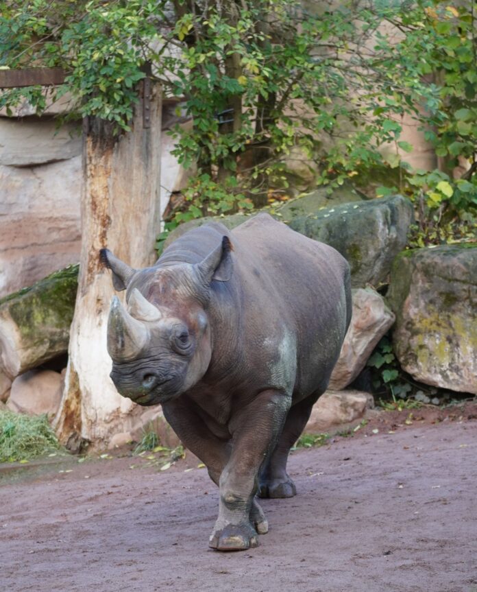 Nashorn „Kito“ geht auf Reisen für aktiven Artenschutz und Erhalt im Rahmen des Europäischen Erhaltungszuchtprogramms