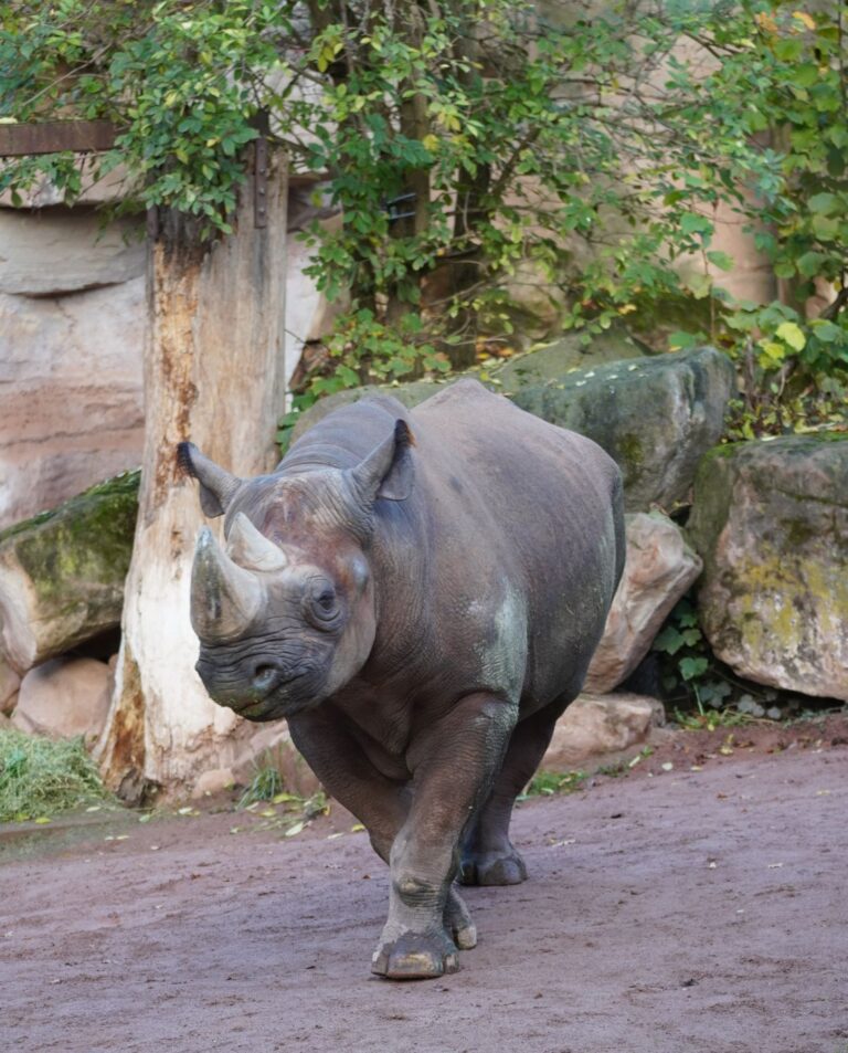 Nashorn „Kito“ geht auf Reisen für aktiven Artenschutz und Erhalt