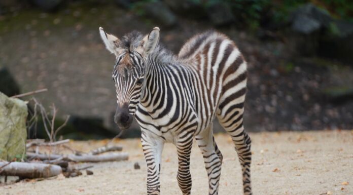 Braun-Schwarz-Weiß Gestreifter Nachwuchs: Steppenzebrafohlen Imani erkundet seine neue Welt im Erlebnis-Zoo