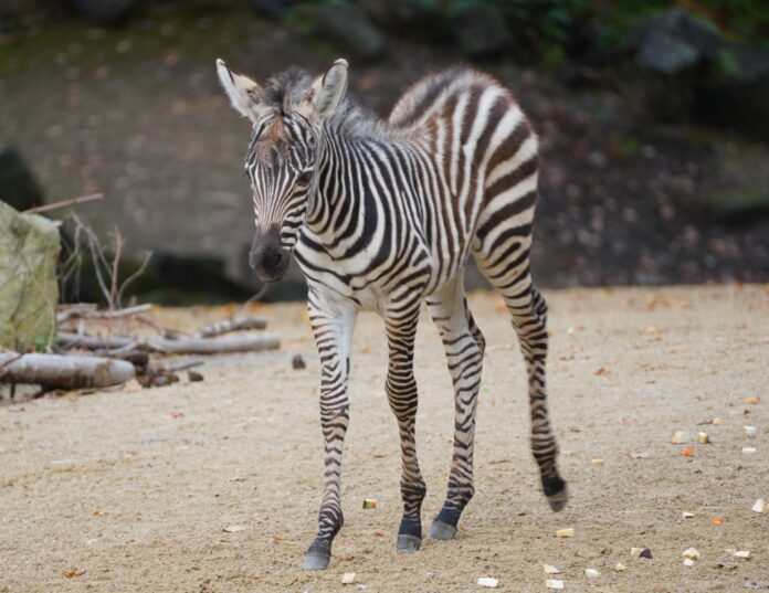 Braun-Schwarz-Weiß Gestreifter Nachwuchs: Steppenzebrafohlen Imani erkundet seine neue Welt im Erlebnis-Zoo